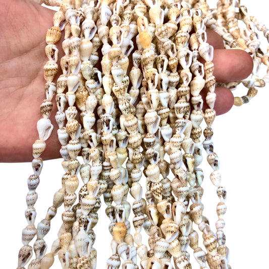 Deniz Kabuğu Doğal-2