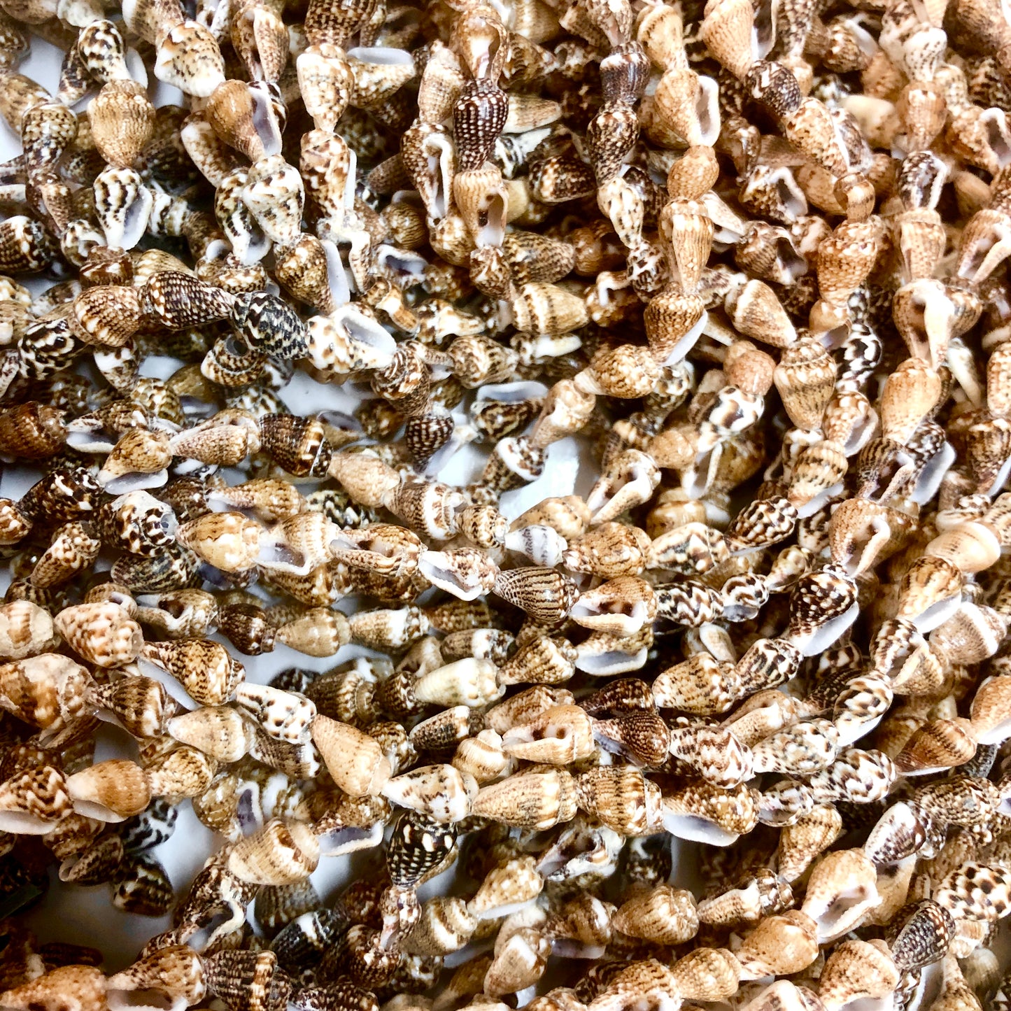 Deniz Kabuğu Doğal-3