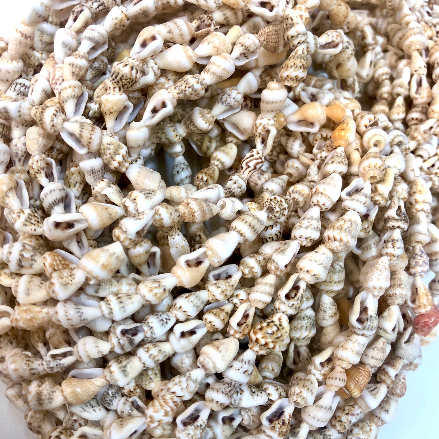 Deniz Kabuğu Doğal-2